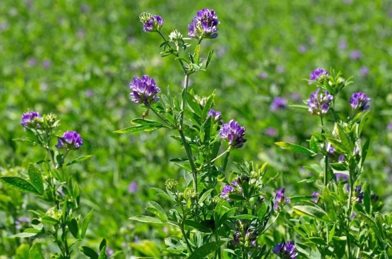 Lucerna, Medicago sativa, saláta